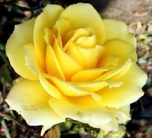 5 YELLOW ROSE Rosa Bush Shrub Perennial Flower Seeds – Seedville USA