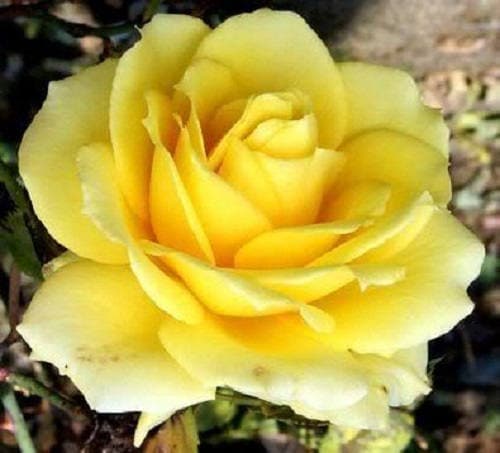 5 YELLOW ROSE Rosa Bush Shrub Perennial Flower Seeds
