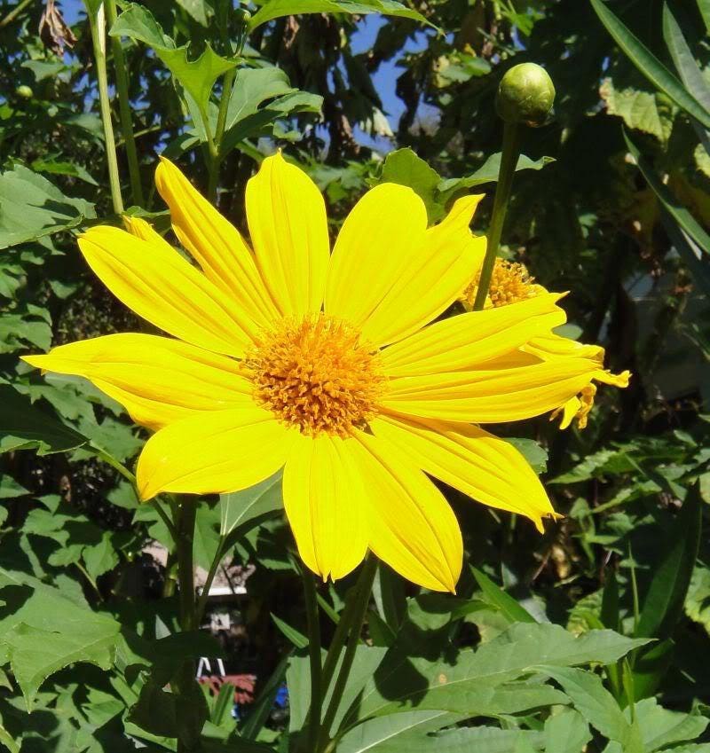 25 YELLOW Torch MEXICAN SUNFLOWER Tithonia Speciosa Flower Seeds