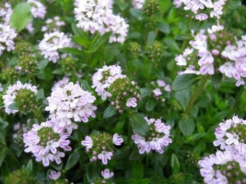 150 Creeping WINTER SAVORY Satureja Montana Herb Pink Flower Seeds