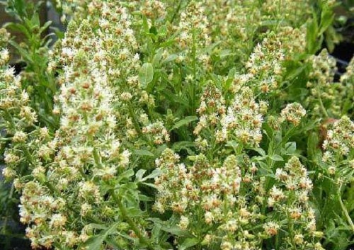 200 WHITE MIGNONETTE Reseda Alba Very FRAGRANT Flower Seeds