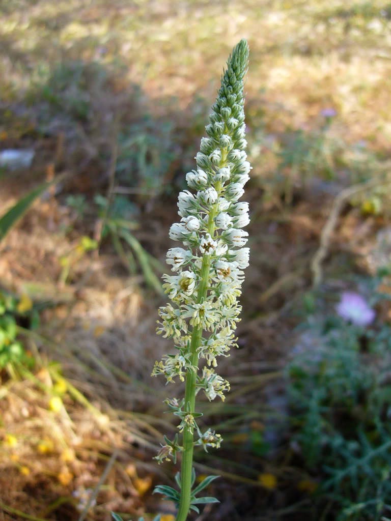 200 WHITE MIGNONETTE Reseda Alba Very FRAGRANT Flower Seeds