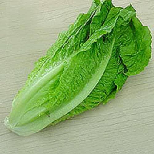 3000 PARRIS ISLAND Romaine LETTUCE Lactuca Sativa Vegetable Seeds