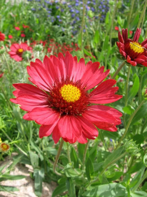 50 BURGUNDY GAILLARDIA Red Indian Blanket Flower Seeds