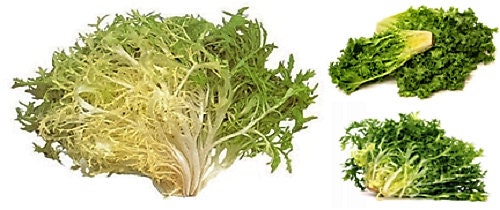 1000 SALAD KING ENDIVE Italian Chicory Greens Cichorium Endivia Vegetable Seeds