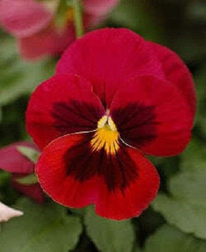50 RED & BROWN PANSY Violet Viola Wittrockiana Flower Seeds