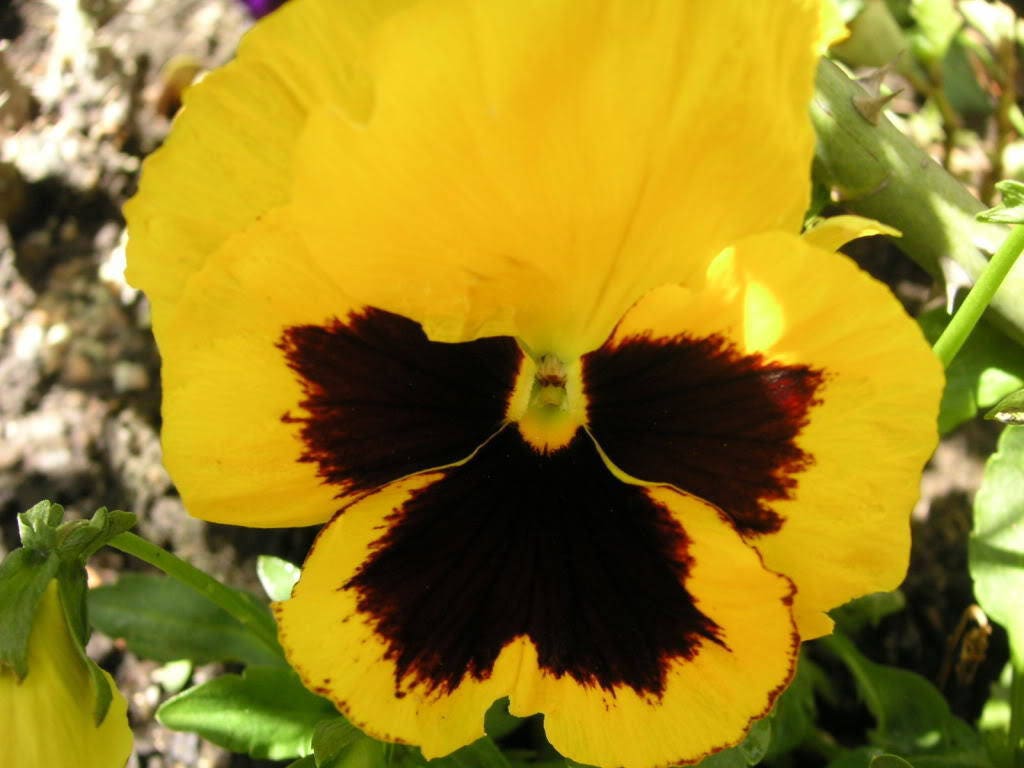 50 YELLOW & BROWN PANSY Violet Viola Wittrockiana Flower Seeds