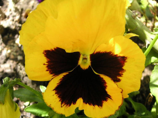 50 YELLOW & BROWN PANSY Swiss Giant Violet Viola Wittrockiana Flower Seeds