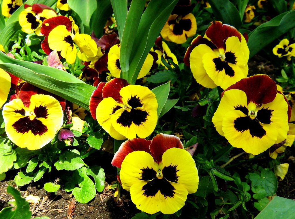 thumbnail image 2 of Pansy, Swiss Giant Silverbride (Viola Wittrockiana) - 50 Seeds - Seed Therapy – Southern Seeds 2 of 12