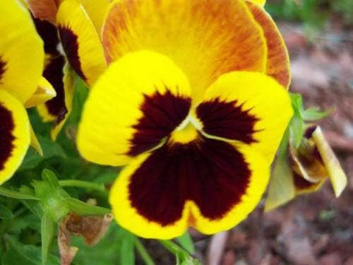 50 YELLOW & BROWN PANSY Violet Viola Wittrockiana Flower Seeds