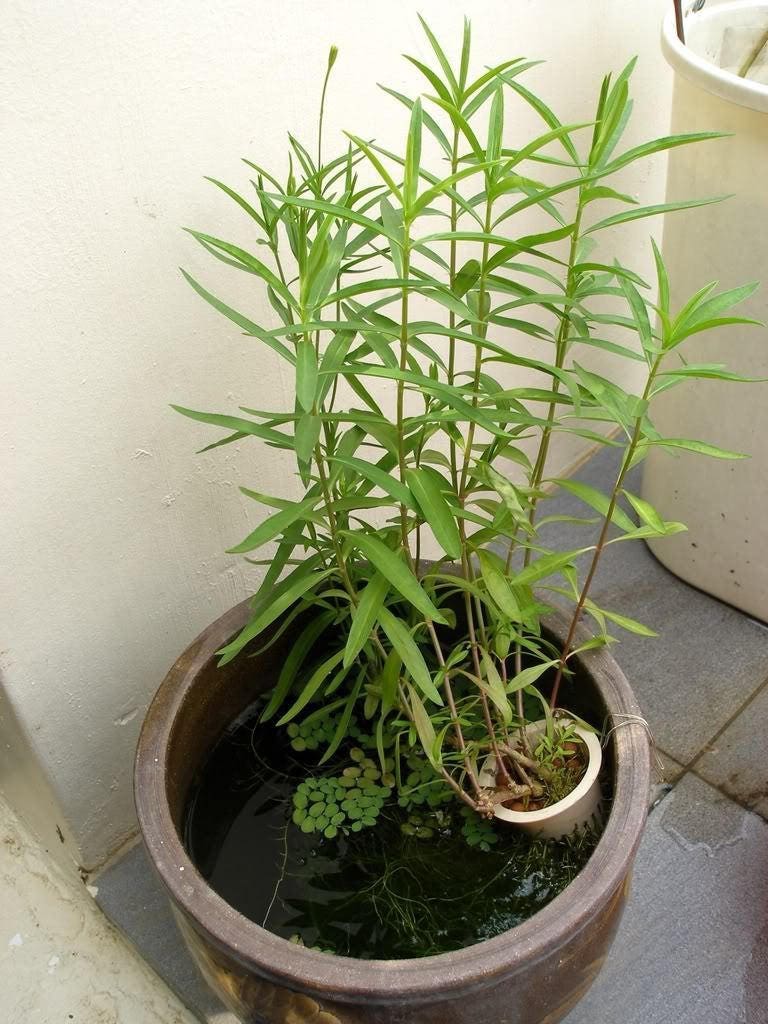 100 TARRAGON -  Kitchen / Common / Dragons Wort - Artemisia Dracunculus Flower Culinary Herb Seeds