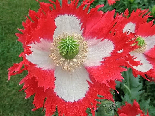 500 DANISH FLAG POPPY Red & White Queens Poppy Papaver Somniferum Danebrog Flower Seeds