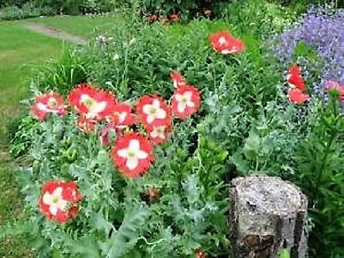 500 DANISH FLAG POPPY Red & White Queens Poppy Papaver Somniferum Danebrog Flower Seeds