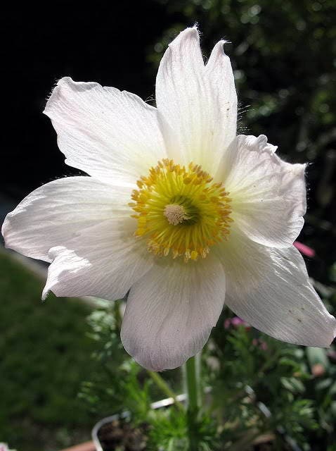 5 MADONNA ANEMONE Sylvestris White & Yellow Flower Seeds