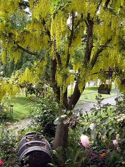 10 GOLDEN CHAIN TREE Goldenchain Laburnum Anagyroides Yellow Flower Seeds