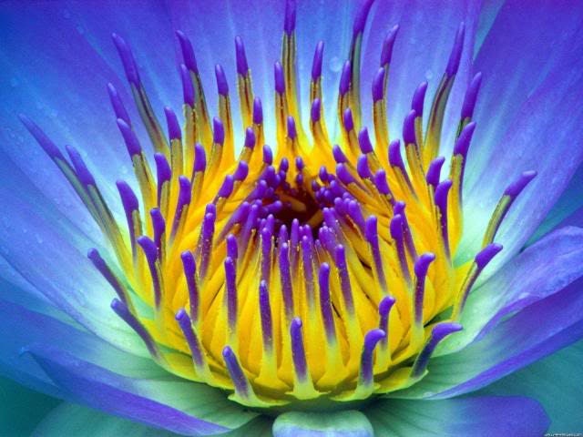 10 BLUE WATER LILY / Lily Pad / Asian Water Lotus / Sacred Egyptian Lotus Nymphaea Caerulea Flower Seeds