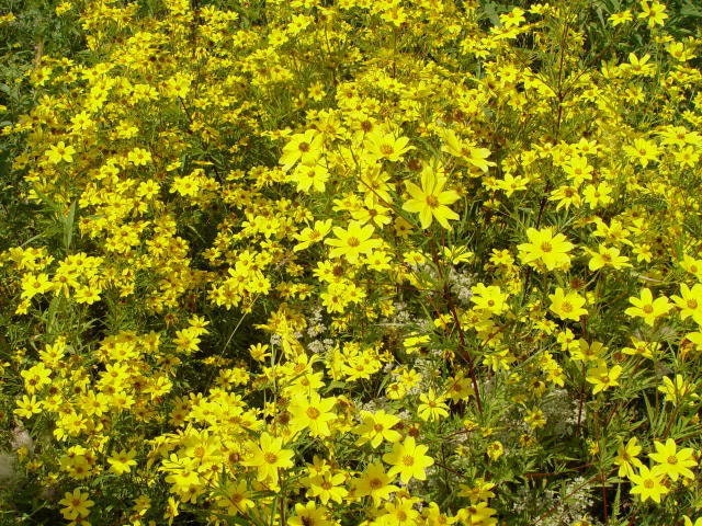 200 Yellow SWAMP MARIGOLD Bidens Aristosa Mutica Flower Seeds