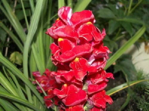 2000 Mixed MOROCCAN TOADFLAX / SNAPDRAGON Linaria Maroccana Flower Seeds
