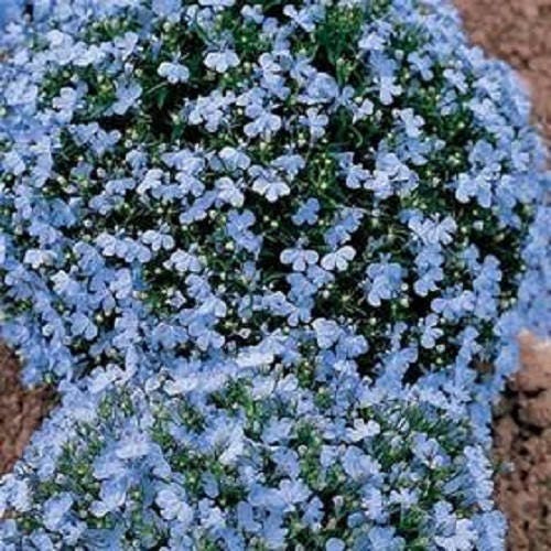 200 BLUE SPLASH LOBELIA Regatta Blue & White Erinus Flower Seeds