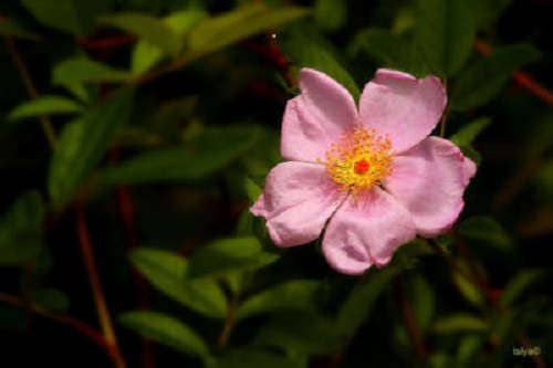 25 PINK SWAMP ROSE Rosa Palustris Flower Shrub Bush ( Average - Wet Soil ) Seeds