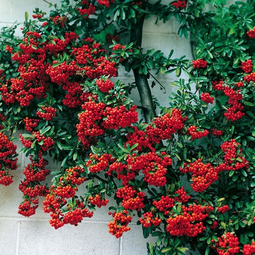 25 SCARLET FIRETHORN Pyracantha Coccinea Bush Shrub Flower Seeds