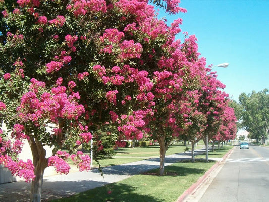 35 Dark PINK CREPE MYRTLE Lagerstroemia Indica Flowering Shrub Bush Small Tree Seeds