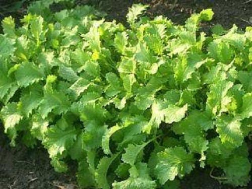 1000 BROWN MUSTARD Brassica Juncea Vegetable Herb Seeds