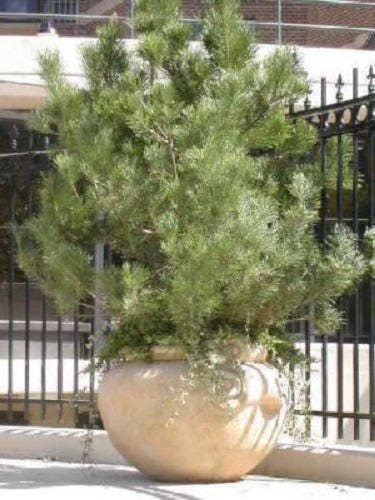 10 Japanese BLACK PINE TREE Evergreen Pinus Thunbergii Seeds