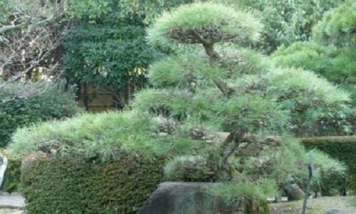 10 Japanese BLACK PINE TREE Evergreen Pinus Thunbergii Seeds