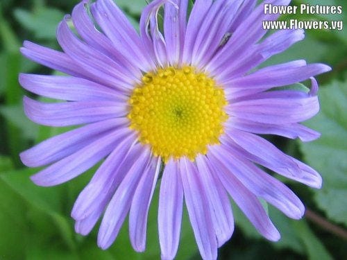 50 Blue EAST INDIES ASTER Tongolensis Flower Seeds