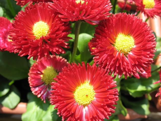 100 RED ENGLISH DAISY Bellis Perennis Double Flower Seeds