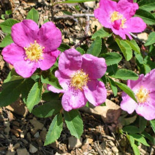 15 PRAIRIE ROSE Bright Pink Arkansas Rosa Arkansana Flower Seeds