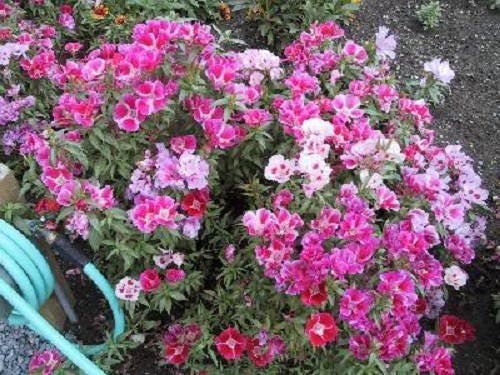 500 MIXED COLORS GODETIA Clarkia Amoena Flower Seeds