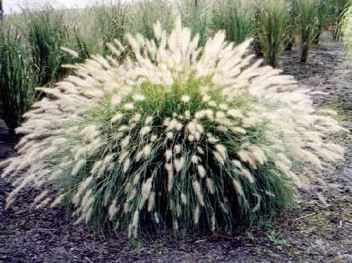 30 WHITE FOUNTAIN GRASS Pennisetum Villosum Ornamental Flower Seeds