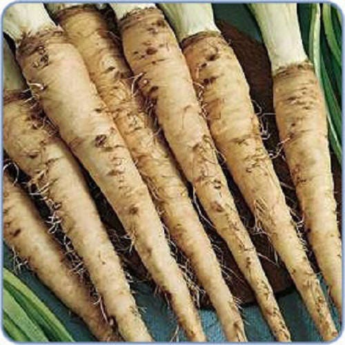 50 MAMMOTH Sandwich Island SALSIFY White Root Vegetable Oyster Flower Seeds