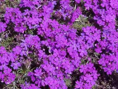500 Purple HARDY MOSS VERBENA Verbena Tenuisecta Fragrant Flower Seeds