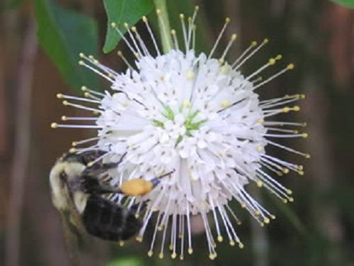 50 BUTTONBUSH / HONEYBALL Cephalanthus Occidentalis White Hummingbird Flower Bush Shrub Seeds