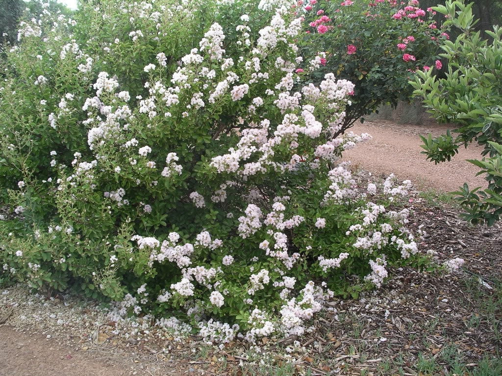 35 WHITE CREPE MYRTLE Lagerstroemia Indica Flowering Shrub Bush Small Tree Seeds