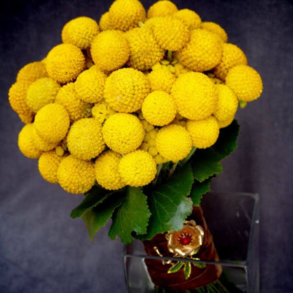 20 Yellow BILLY BUTTONS / WOLLYHEADS Craspedia Globosa Flower Seeds