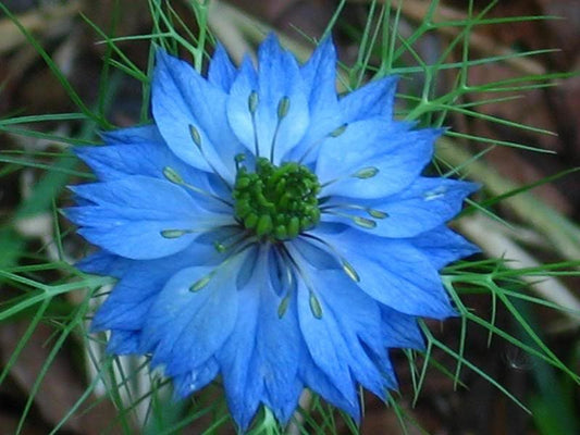 500 LOVE IN A MIST Miss Jekyll Blue ( Fennel Flower ) Nigella Damascena Flower Seeds