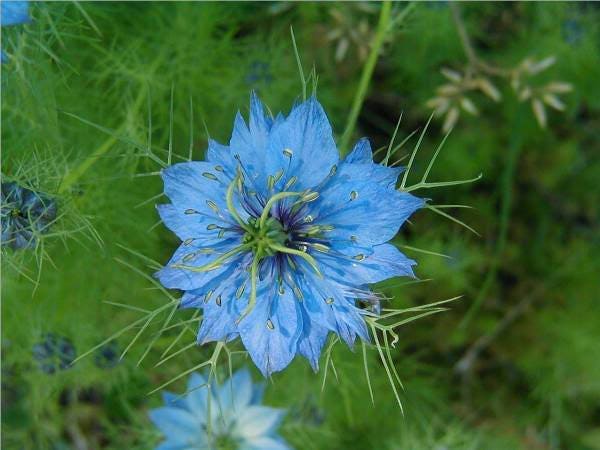 500 LOVE IN A MIST Miss Jekyll Blue ( Fennel Flower ) Nigella Damascena Flower Seeds