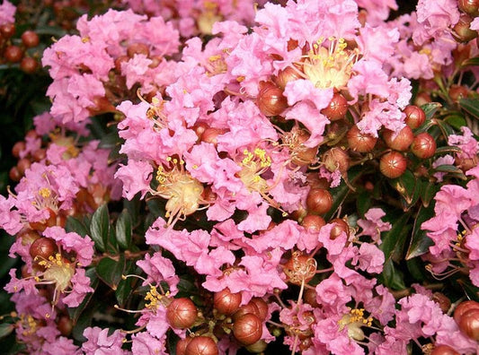 35 Light PINK CREPE MYRTLE Crape Tree Shrub Lagerstroemia Indica Flower Seeds