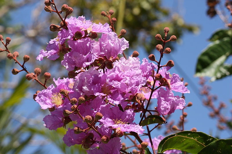 35 LILAC Light Purple CREPE MYRTLE Lagerstroemia Indica Flowering Shrub Bush Small Tree Seeds