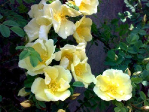 10 Golden Yellow FATHER HUGO ROSE Rosa Hugonis Flower Bush Shrub Seeds
