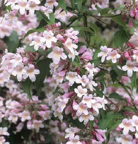 10 BEAUTY BUSH SHRUB Beautybush Kolkwitzia Amabilis Pink & White Flower Red Berry Seeds