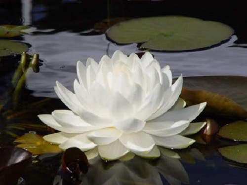 10 WHITE WATER LILY / Lily Pad / Sacred Asian Water Lotus Nymphaea Ampla Flower Seeds