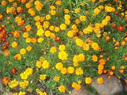 250 AFRICAN MARIGOLD CRACKERJACK Mixed Color Tagetes Erecta Flower Seeds