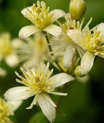 20 WHITE CLEMATIS Virginiana / Virgins Bower Flower Vine Seeds