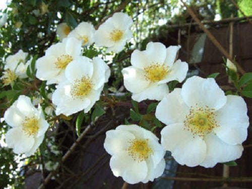 10 WHITE JAPANESE ROSE Rosa Rugosa Alba Bush Rugosa Rose Flower Seeds