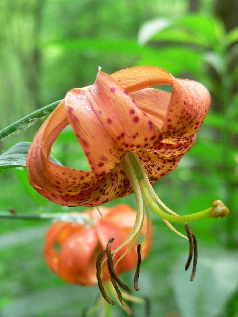 20 Orange TURKS CAP Tiger LILY Lilium Superbum Heirloom Native Perennial Flower Seeds